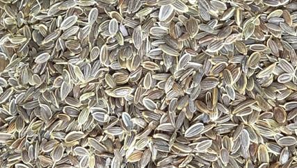 Dill Seeds - Anethum Graveolens, Whole Dill Seeds