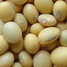 Soybeans - Indian Non-GMO Soya Beans (Organic Certified)