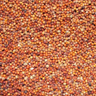 Finger Millet