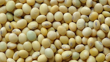 Soybeans - Indian Non-GMO Soya Beans (Organic Certified)
